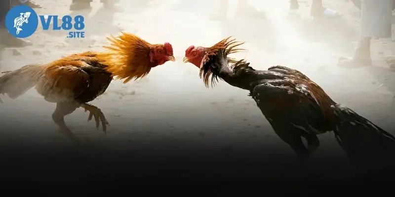 Đá gà cpc3 Cược an toàn cho mê gà