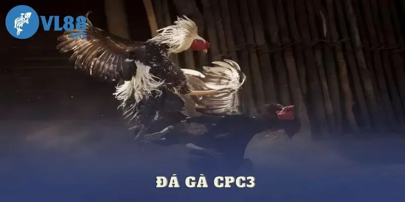 Giới thiệu chung về đá gà cpc3