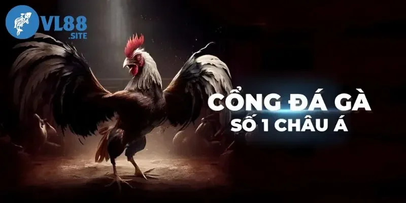 Đá gà Hành trình thăng hoa với đá gà VL88