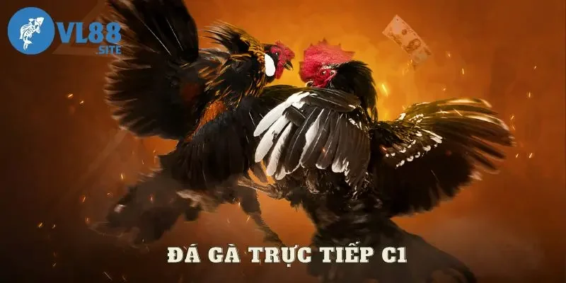 Khám phá đá gà trực tiếp C1