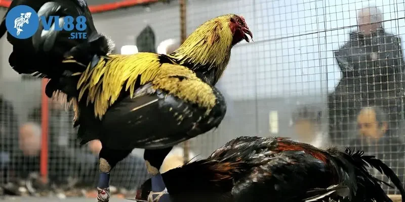 Đá gà trực tiếp C1 Kinh nghiệm đúc kết khi cược đá gà C1