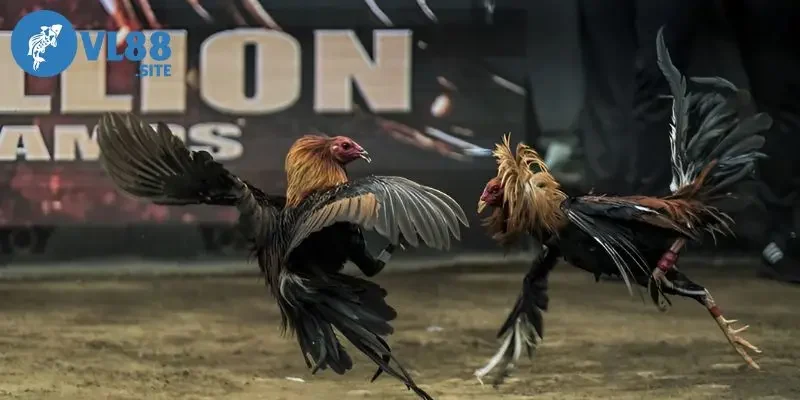 Đá gà cpc3 Quy trình thi đấu hợp lệ