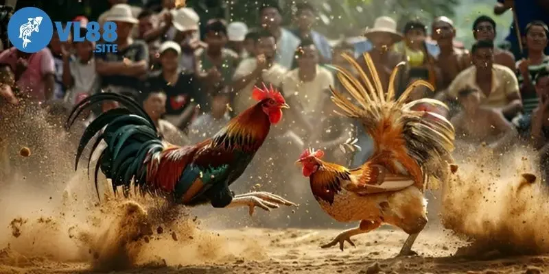 Đá gà trực tiếp C1 Trận đấu chọn lọc, có thế cân bằng