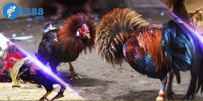 Đá gà Xem xét tâm lý chiến kê